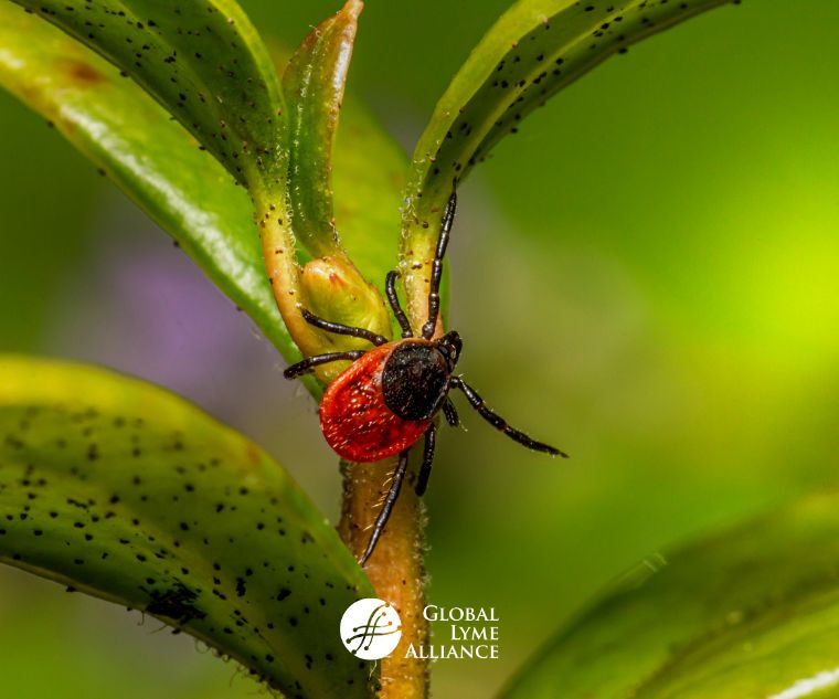 What Percentage of Ticks Carry Lyme Disease?